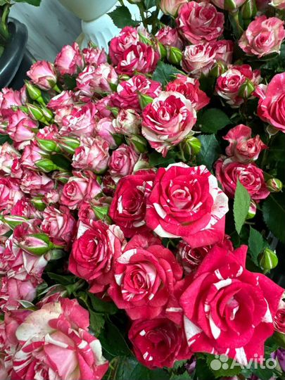 Кустовая роза