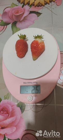 Саженцы земляники клубники