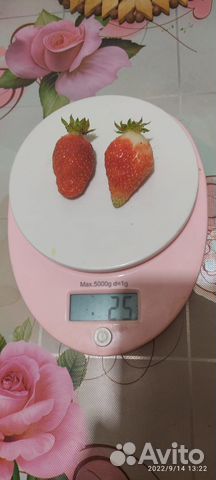 Саженцы земляники клубники