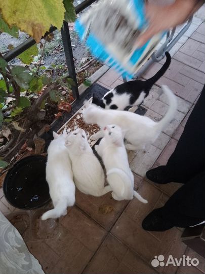 Котята в добрые руки бесплатно