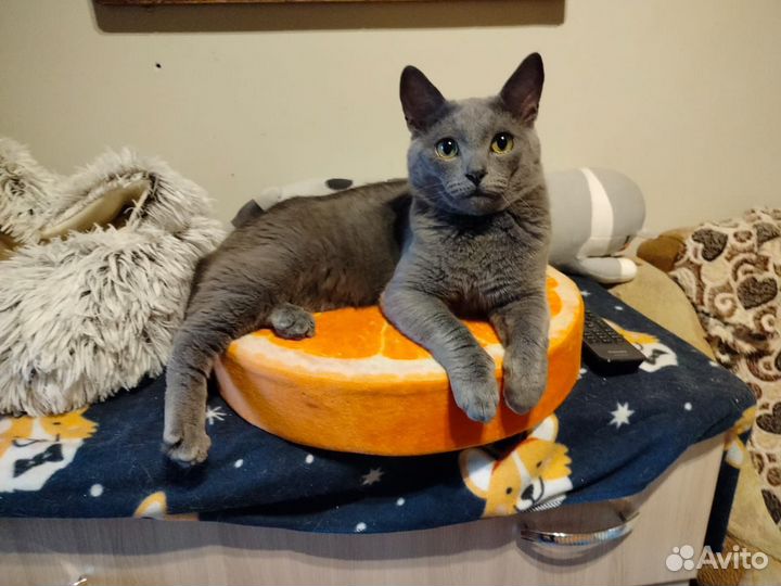 Русская голубая в добрые руки