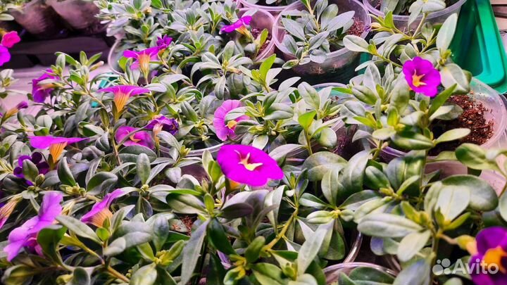 Черенки калибрахоа, петуния