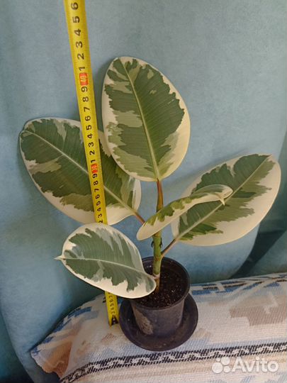 Фикус эластика тинеке