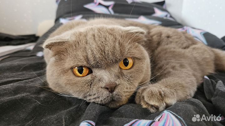 Кошка в дар