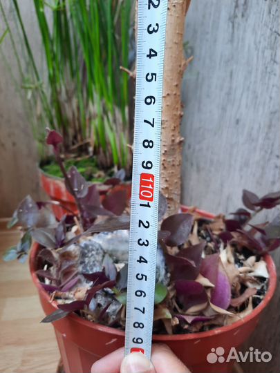 Фикус Бенджамина