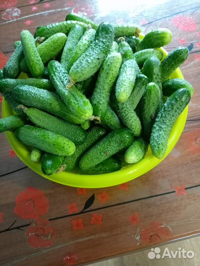 Огурцы свежие домашние