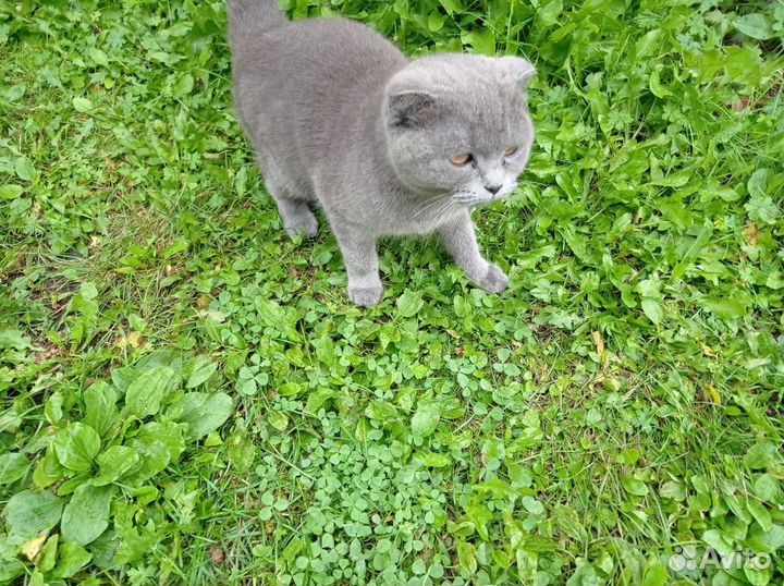 Британская кошечка