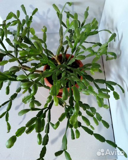 Шлюмбергера декабрист суккулент