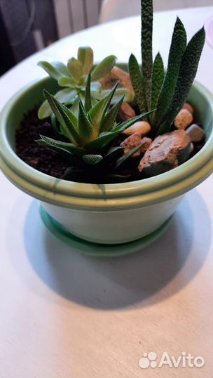 Суккуленты микс