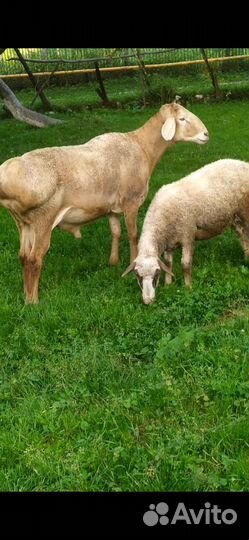 Баран Арашан