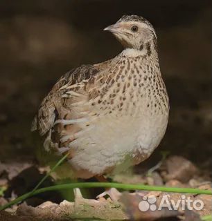 Перепела + под ключ клетка