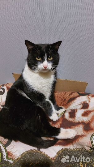 Найден кот