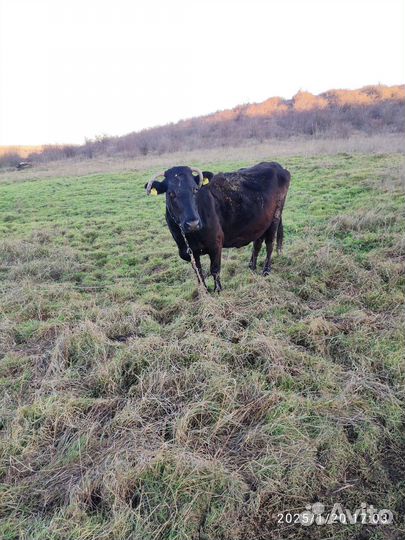 Быки Коровы