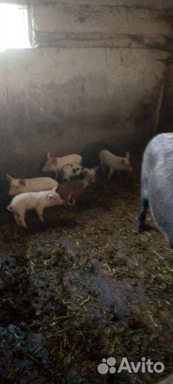 Поросята