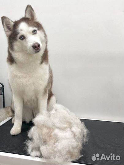 Услуги грумера: экспресс линька собак