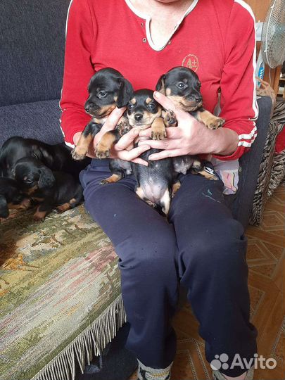 Щенки таксы