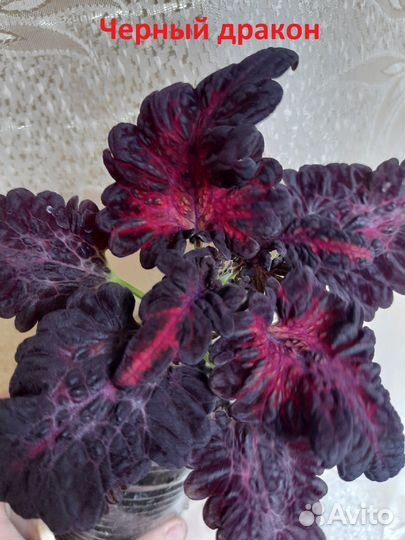 Колеусы набор 7 шт