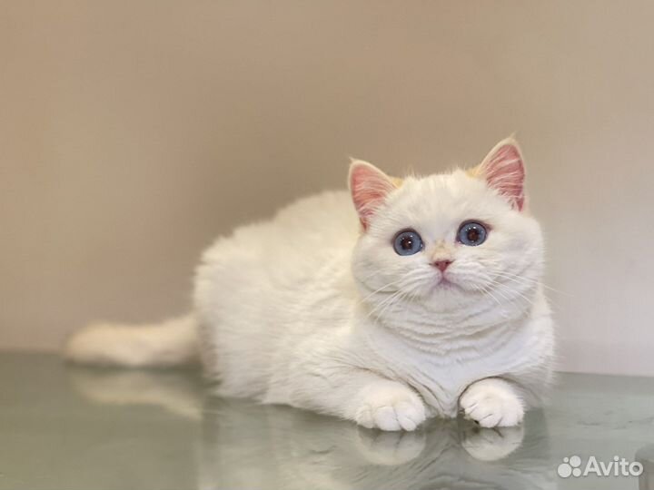 Британская золотая шиншилла