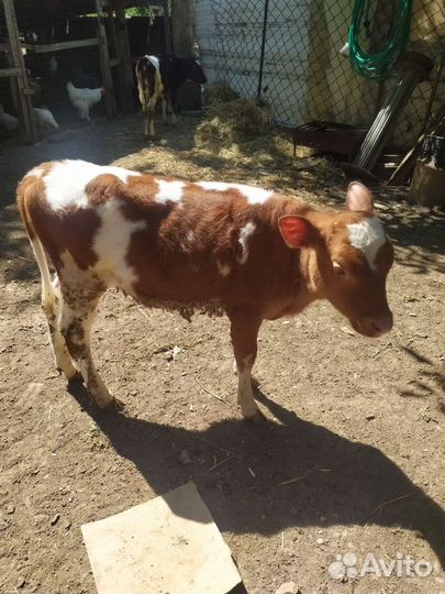 Телята. Тëлки