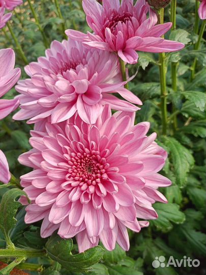 Хризантема