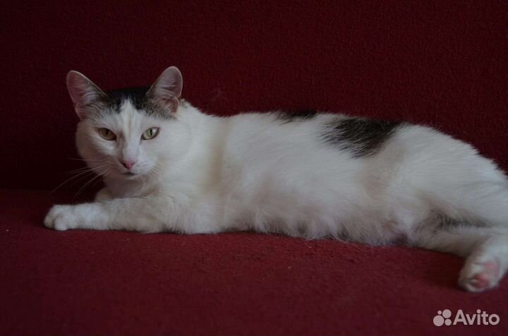 Кошка Варенька