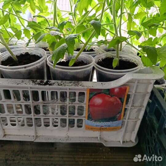 Продается рассада перцев, помидор, сорта разные