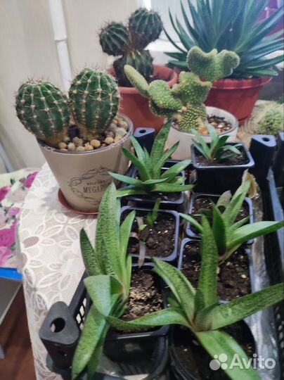 Кактусы и суккуленты