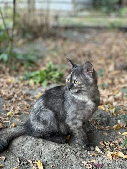 Котята в добрые руки бесплатно котенок девочка