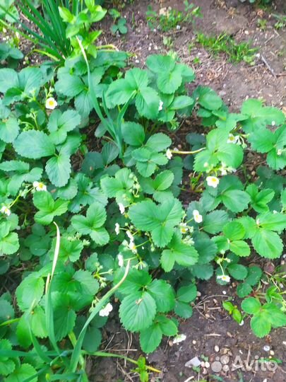 Клубника ремонтантная. негритянка. зем клубника