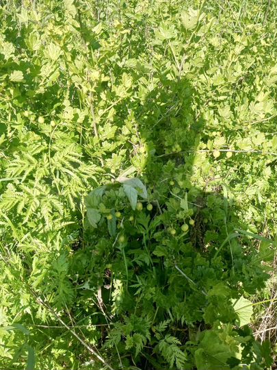 Дом 35 м² на участке 10 сот.