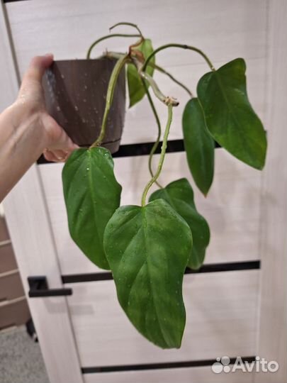 Аглаонема, сциндапсус, фикус, спатифиллум