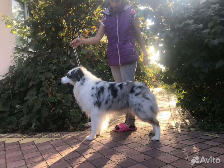 Австралийская овчарка аусси вязка