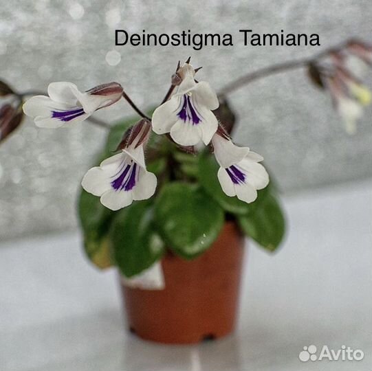 Примулина « Тамиана»