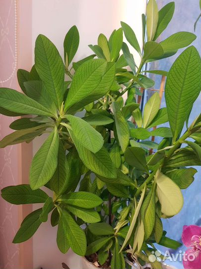 Молочай и другие комнатные растения