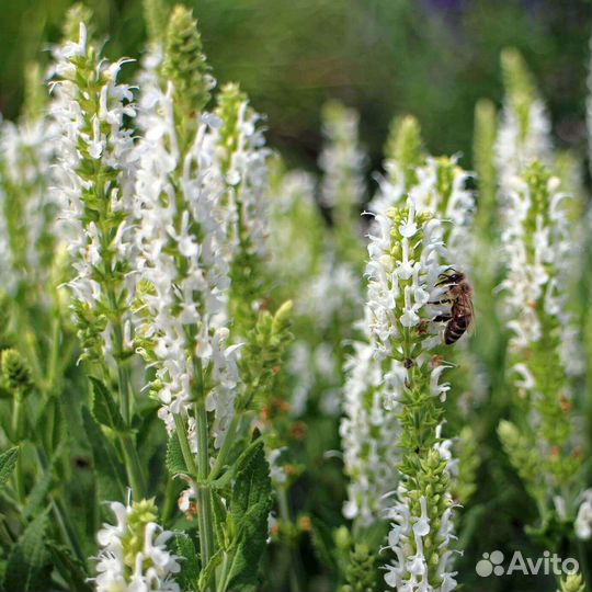 Саженцы иссопа(северная лаванда). Разные сорта