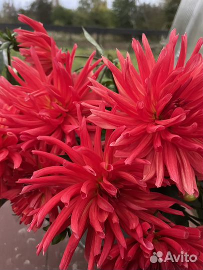 Клубни георгин