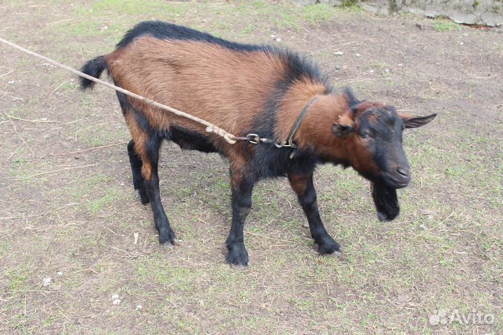 Козел на вязку