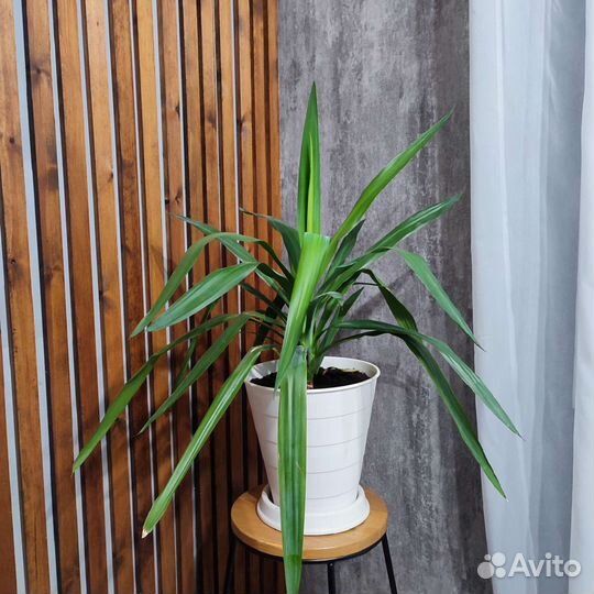 Комнатный цветок