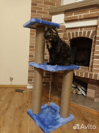 Когтеточки новые высокие