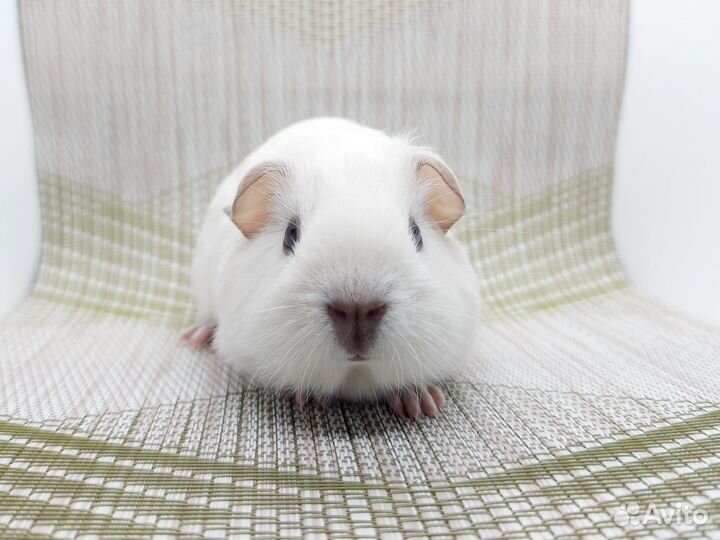 Морская свинка