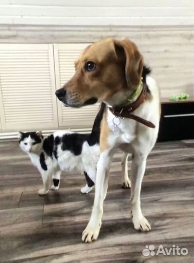 Чиж мечтает о доме и любящей семье