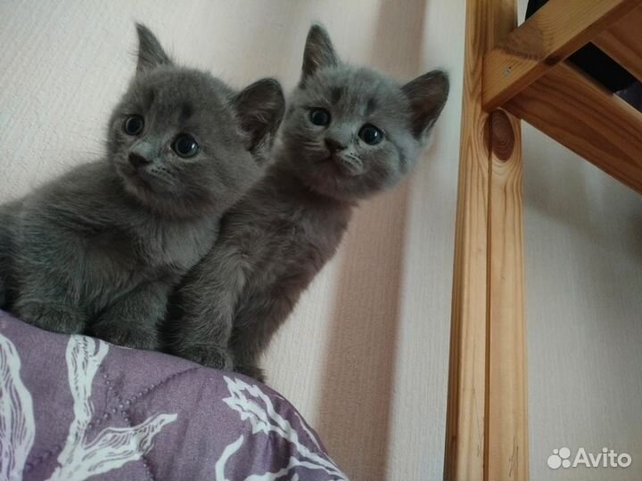 Котята шотландцы