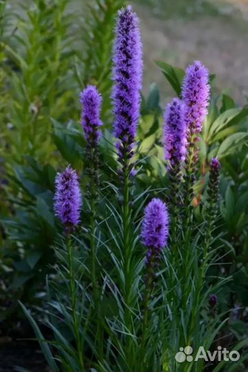 Лиатрис семена, саженцы семена цветов, многолет
