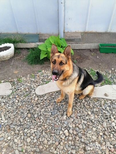 Молодой кобель для вязки