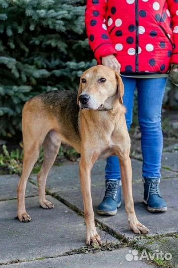 Гончак Герман ищет дом, в добрые руки