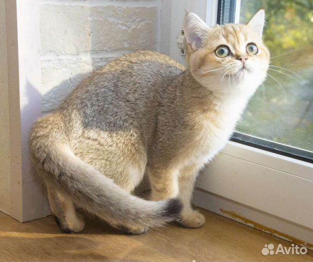 Британский золотой котенок