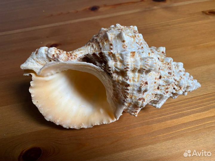 Морские ракушки раковины большие 20 см