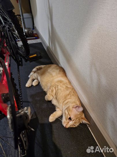 Отдается рыжий кот