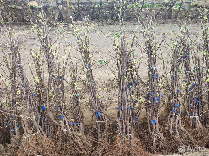 Саженцы яблони, Дарк Идол