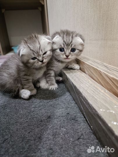 Шотландские вислоухие котята